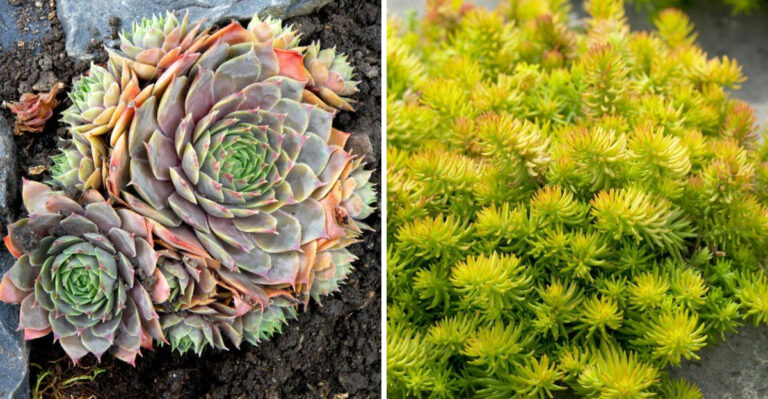 Hens-And-Chicks and Stonecrop Angelina