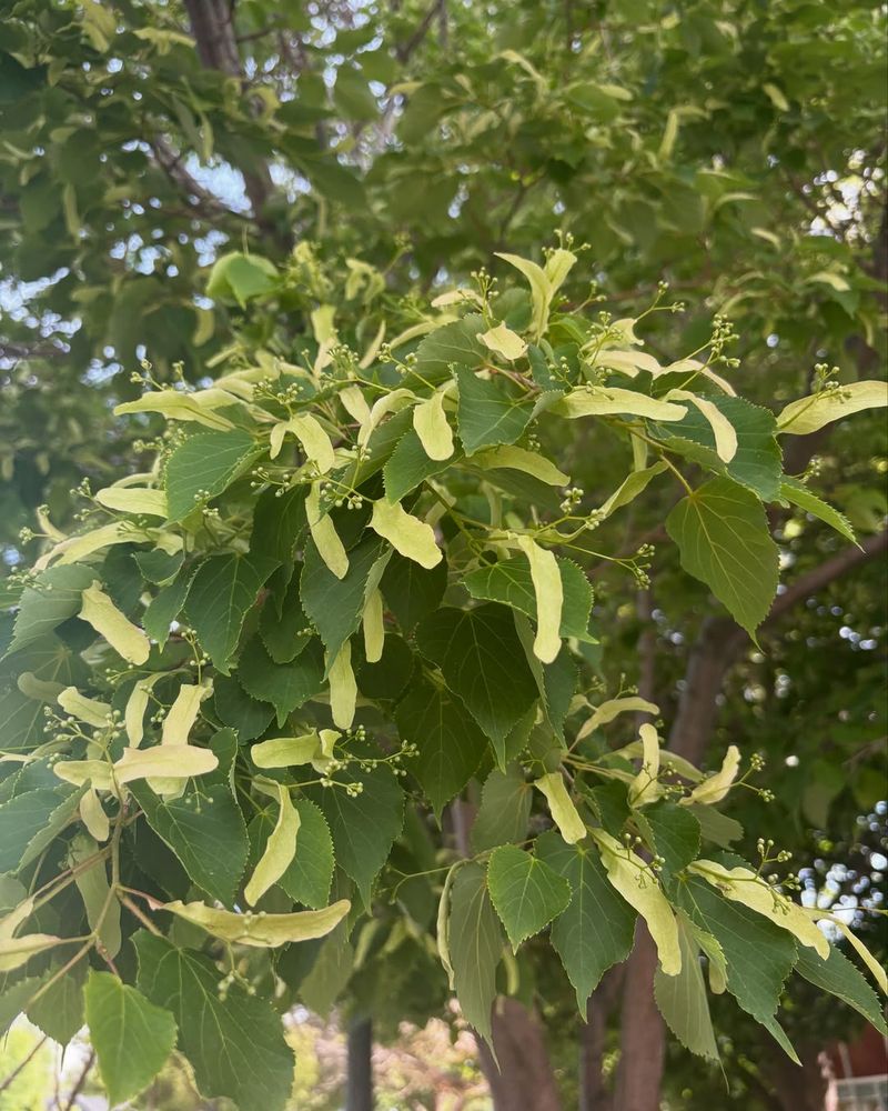 Neonicotinoids On Linden/Basswood Trees