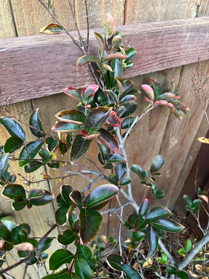 Skip Heavy Feeding To Prevent Excess Leaf Growth Over Blooms