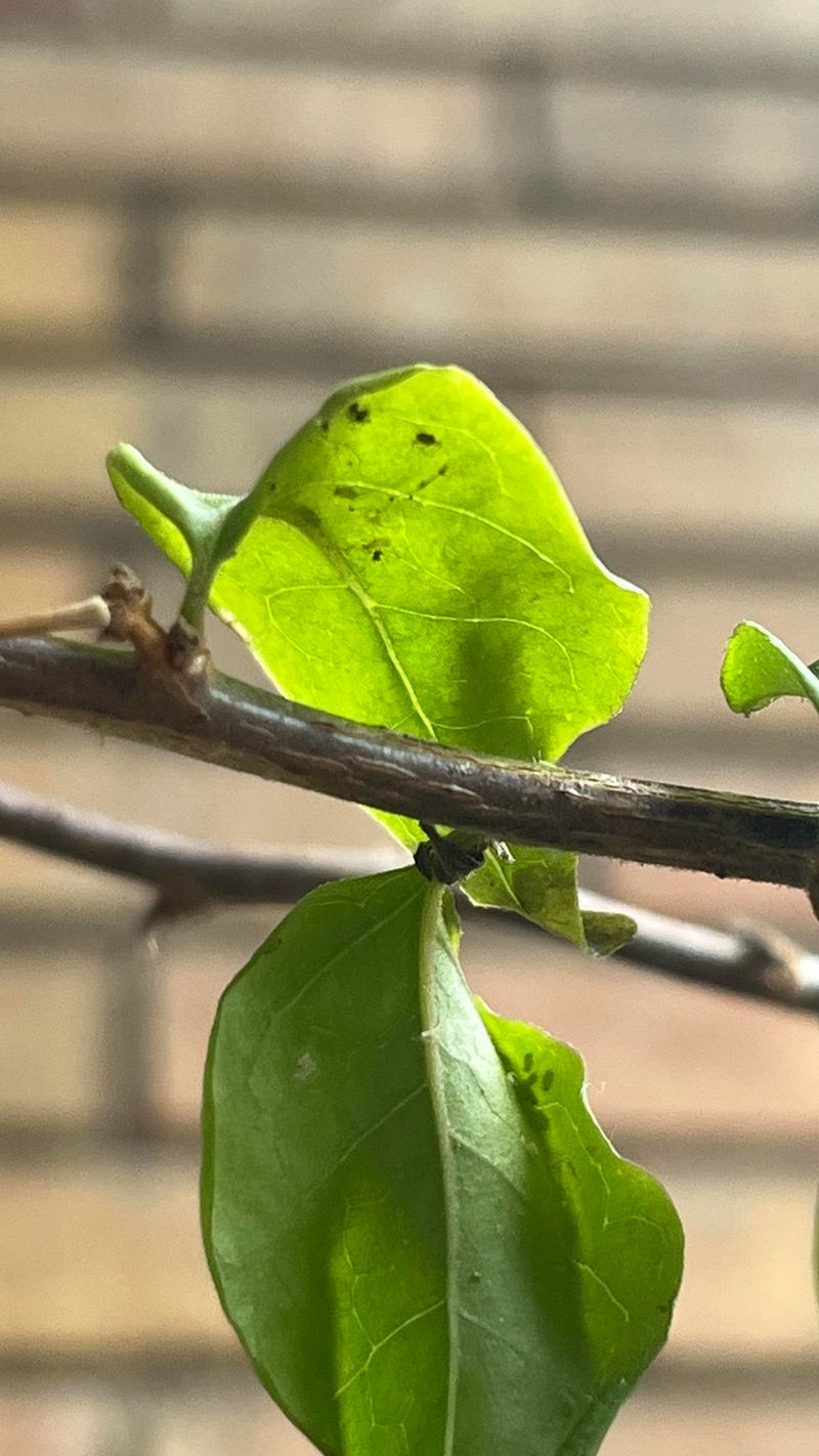 Check For Pests As Temperatures Begin To Rise