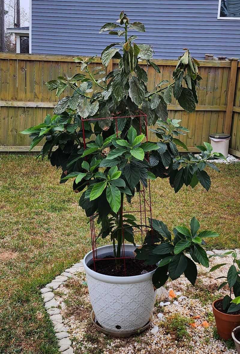 Give The Tree Full Sun And Room To Breathe