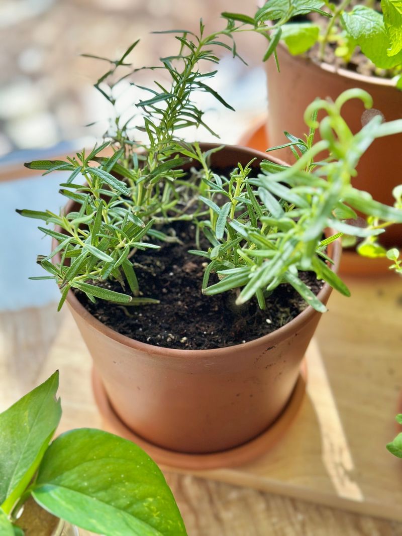 Choose A Pot With Good Drainage Holes