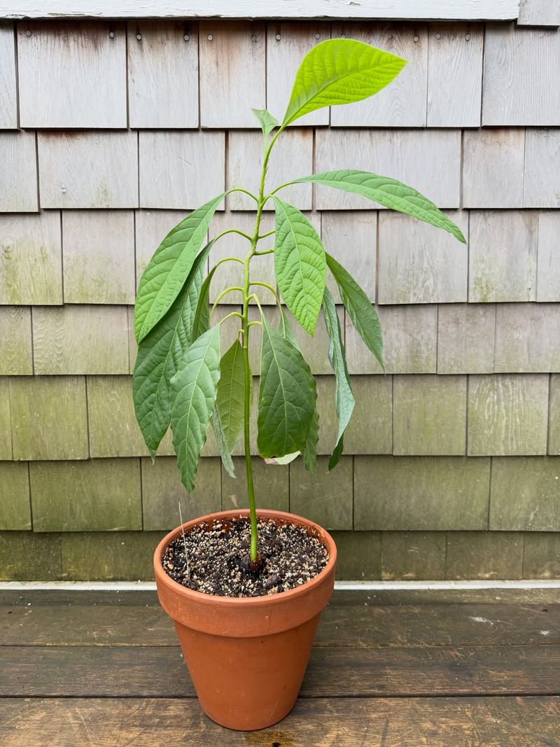 Protect The Tree From Intense Afternoon Sun
