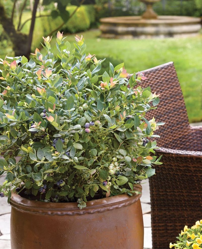 Fill Pots With Acidic Soil Designed For Blueberries