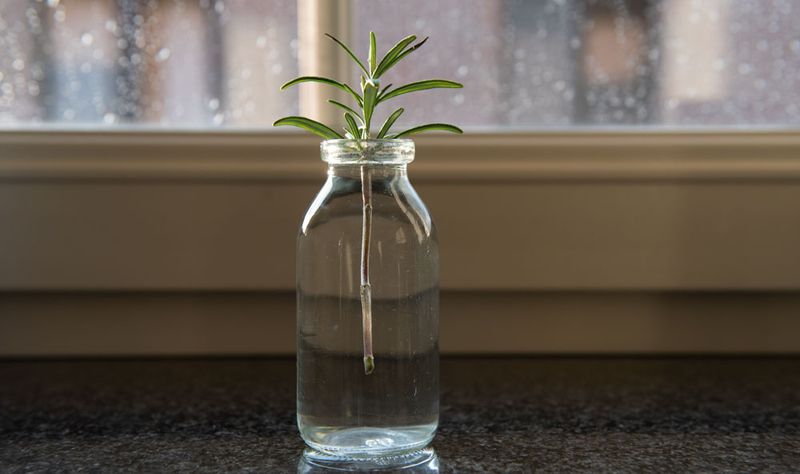 Rooting Hormone Helps But Is Not Required