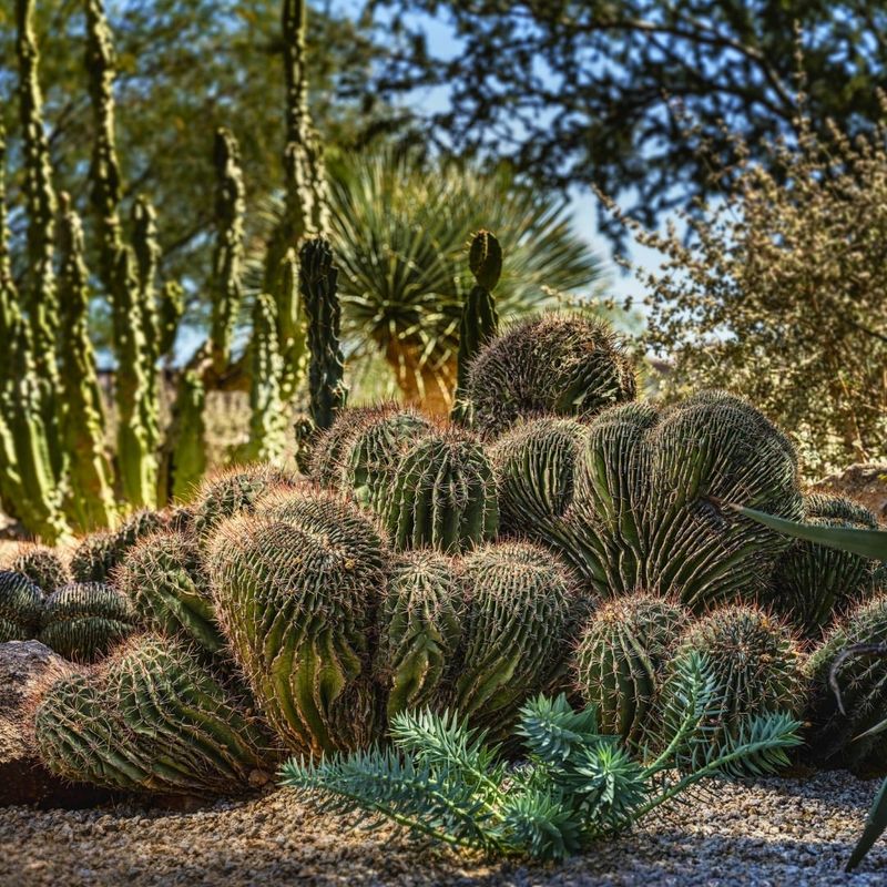 Plant Cacti, Agaves, And Other Desert-Adapted Plants