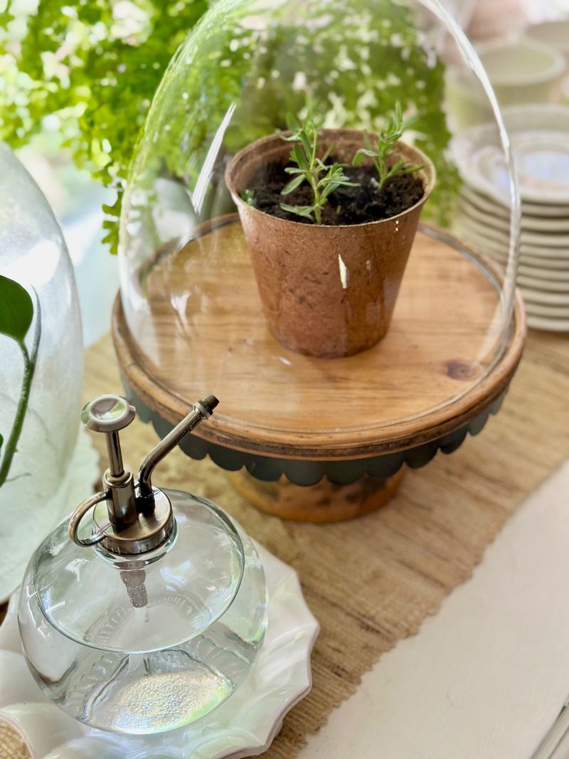 Keep Cuttings Warm Bright And Slightly Humid