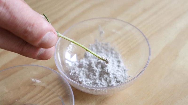Dip In Rooting Hormone For Better Results