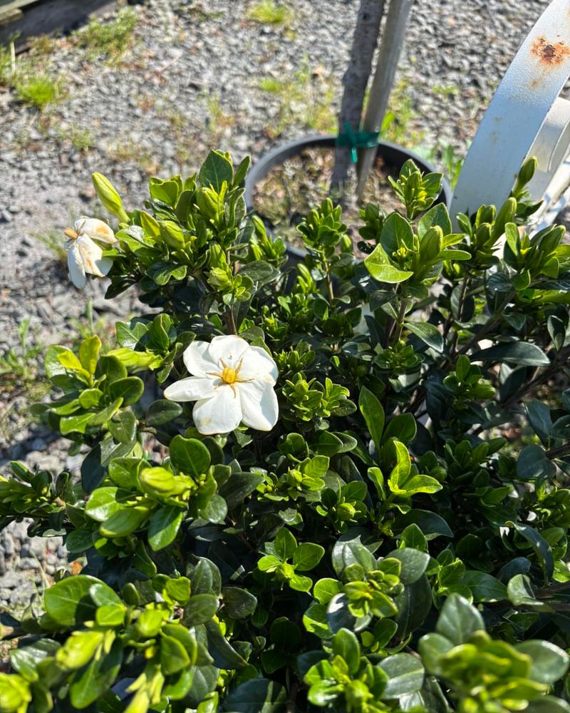 Apply Mulch To Help Hold Moisture And Regulate Soil Temperature