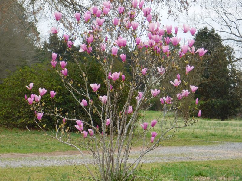 Water Deeply During Dry Spells To Prevent Stress