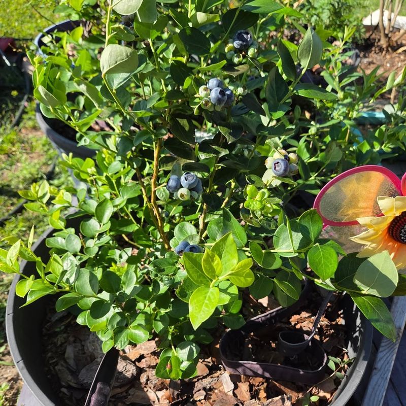 Plant In Containers To Control Soil Conditions Better