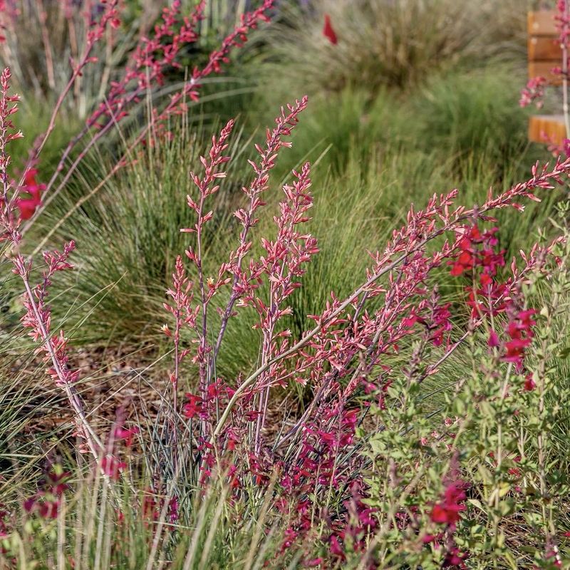 Plant Red Yucca For Color And Structure Without High Water Needs