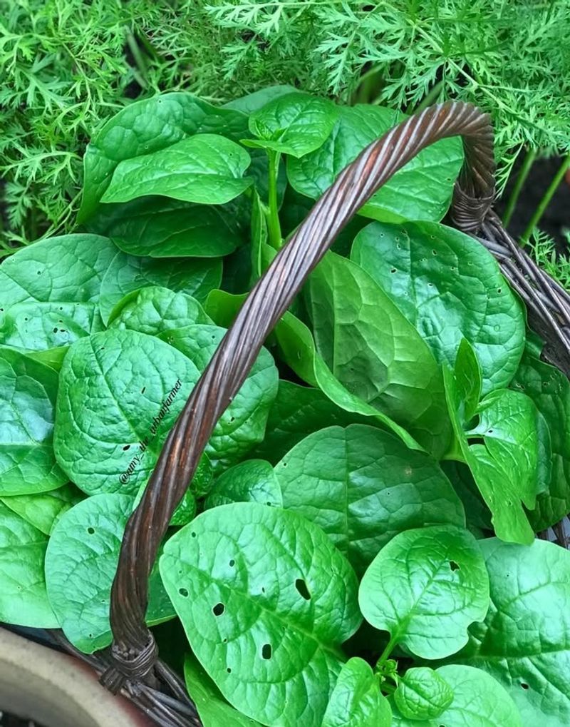 Replace With Heat-Tolerant Greens As Temperatures Rise