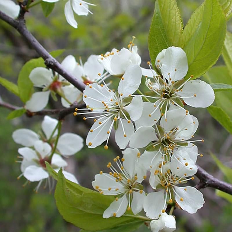 Create A Living Fence With American Plum