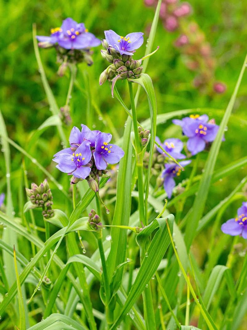 Plant Ohio Spiderwort For Early Summer Purple Blooms