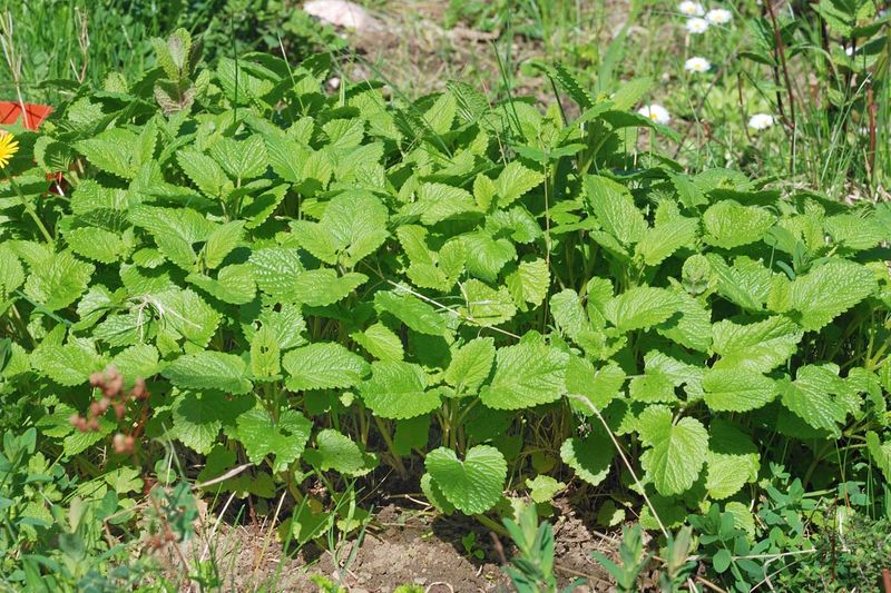 Grow Lemon Balm In Cooler Shaded Spots