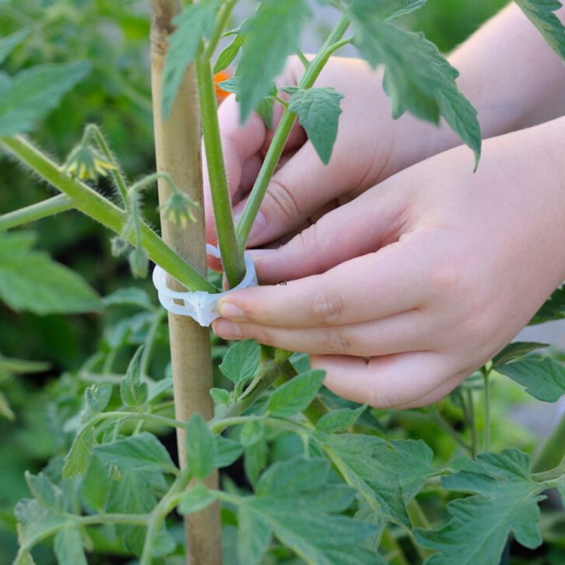 Support Plants After Pruning