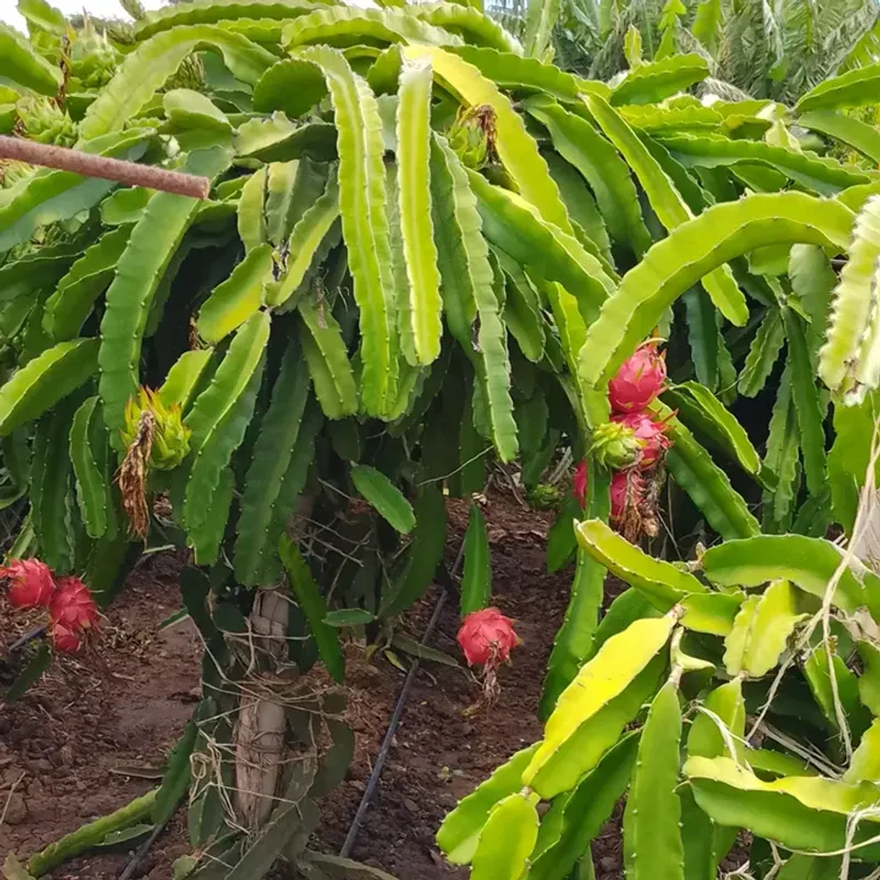 Limit Heavy Pruning To Avoid Slowing Down Future Growth