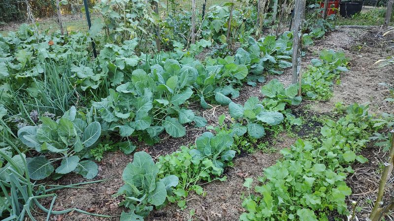 Take Advantage Of North Carolina's Long Growing Season