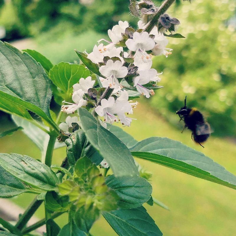Let One Plant Bloom To Feed Ohio Pollinators