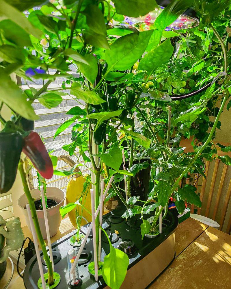 Choose Container-Friendly Varieties