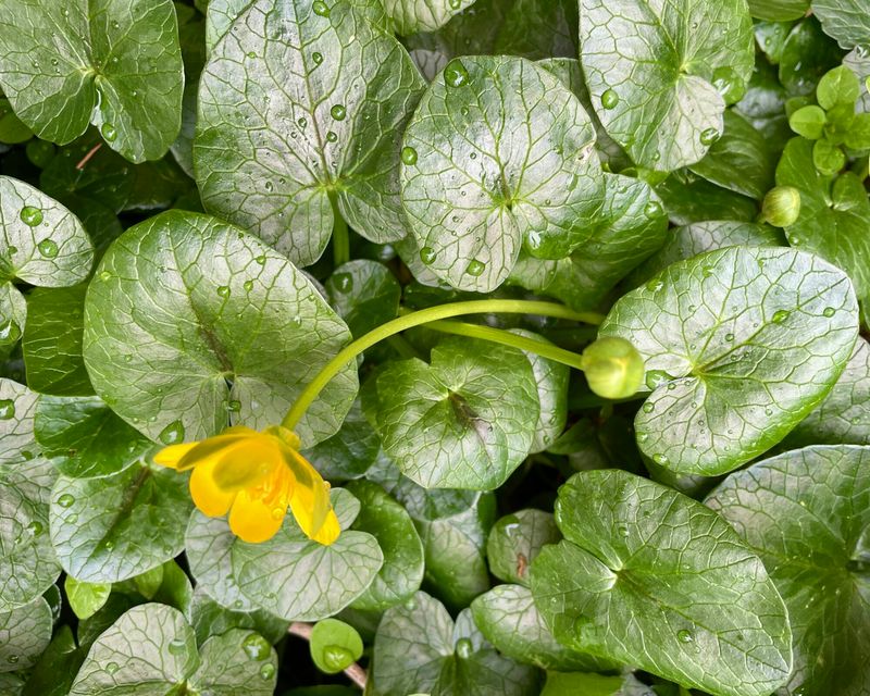 Check The Same Spot Next Spring