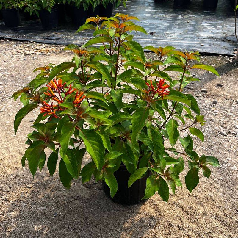 Add Dwarf Firebush For Color That Handles Heat And Drought