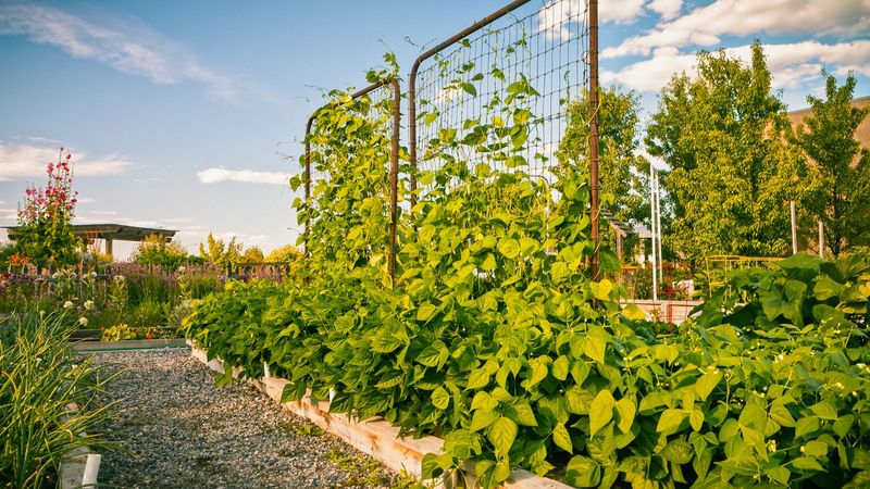 Add Vertical Trellis Beds For Climbing Crops