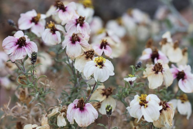 Group Plants By Water Needs