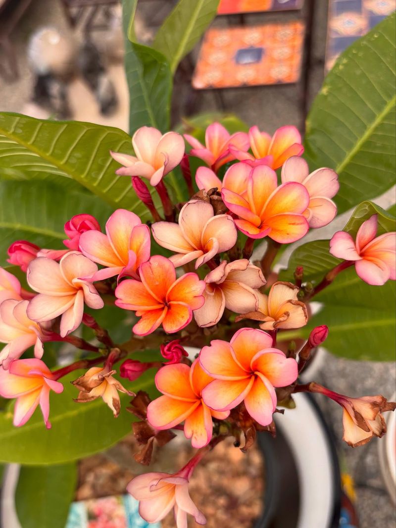 Choose A Pot With Strong Drainage Holes