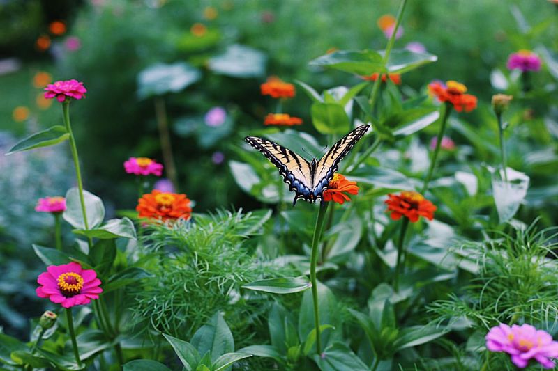 Avoid Pesticides That Harm Pollinators