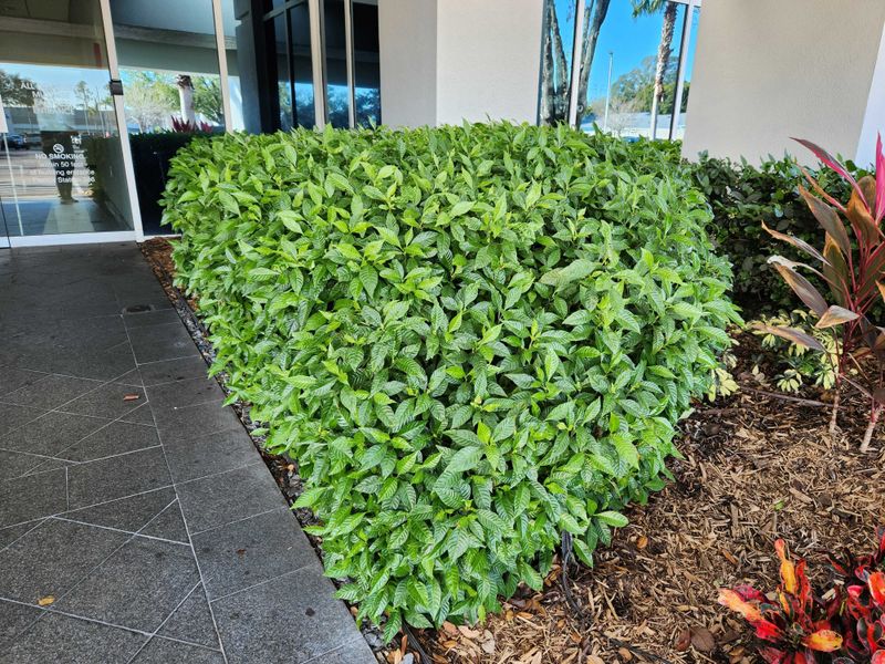 Give Your Fence Line A Rich Tropical Look With Wild Coffee