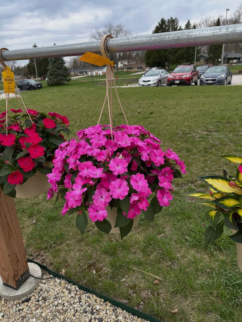Plant Impatiens For Shady Spots
