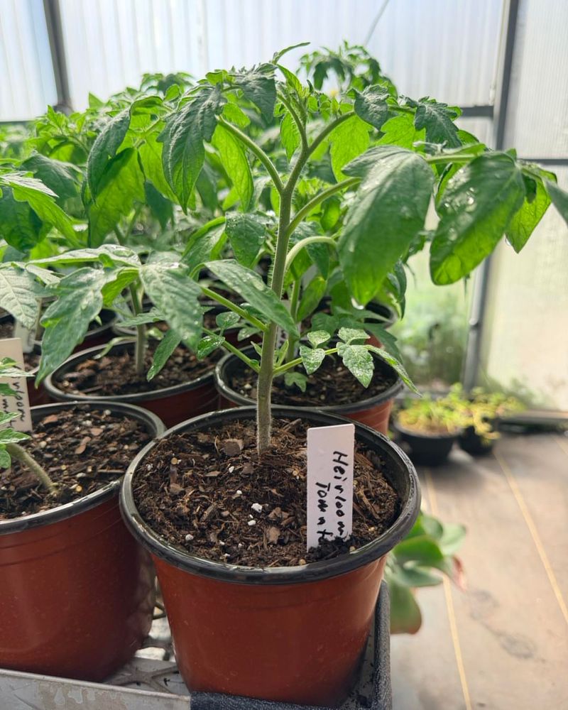 Pick A Potting Mix That Balances Drainage And Moisture