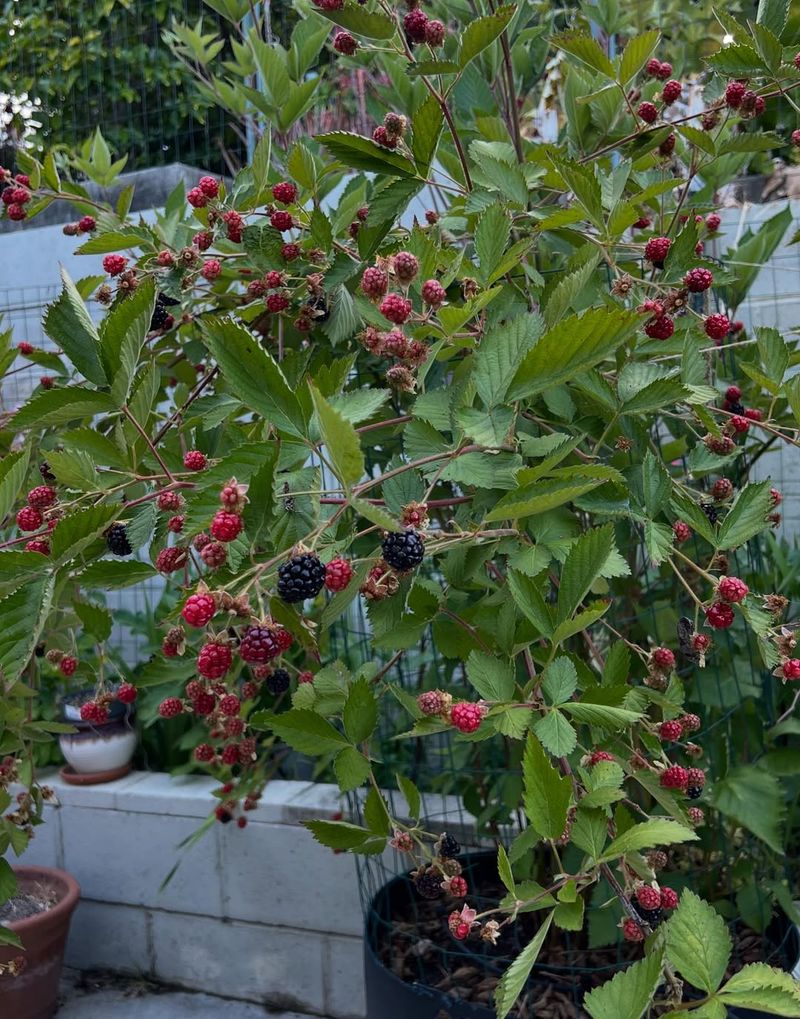 Fill Pots With Well-Draining Soil That Still Holds Some Moisture