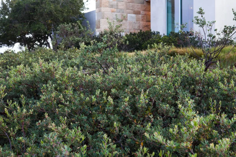 Choose California Native Shrubs That Double As Privacy Plants