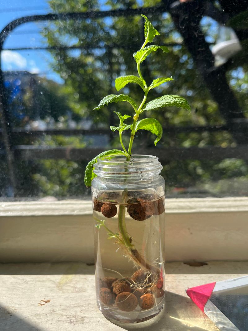 Plant Mint Cuttings Or Starts
