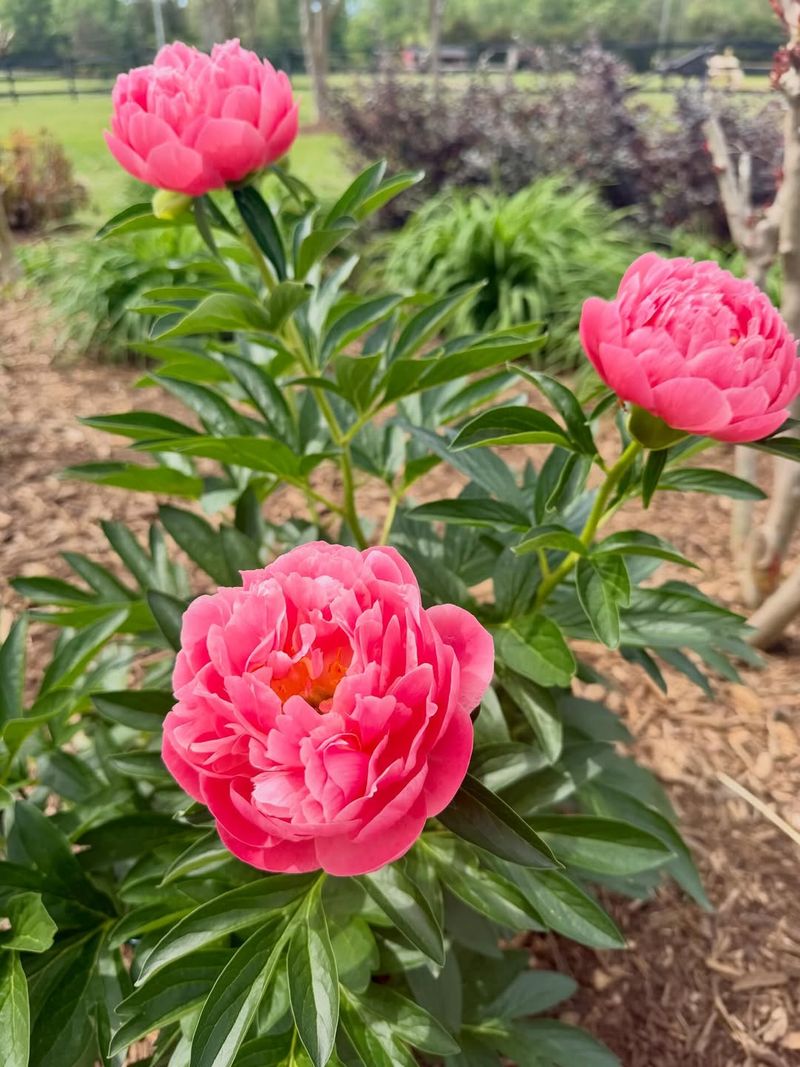 Check Plant Depth After Heavy Rain Or Watering