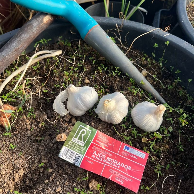 Space Cloves Properly To Allow Bulbs To Form Fully
