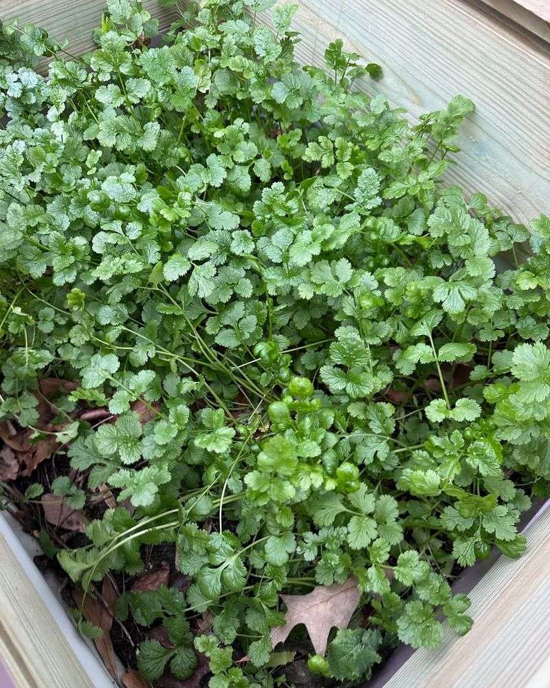 Slip Cilantro Into Light Shade Before Summer Heat