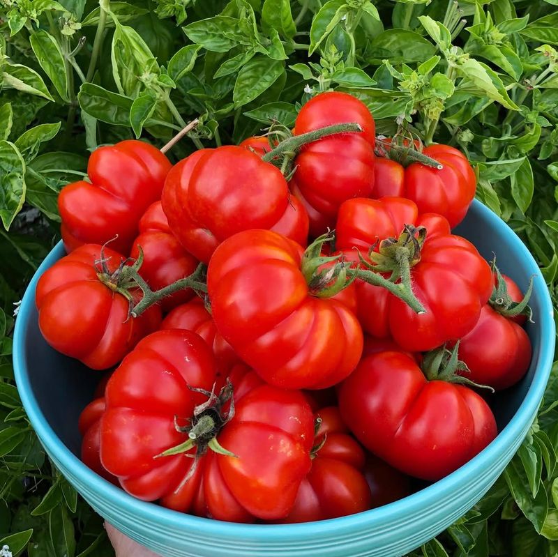 Do Not Prune Tomatoes In The Low Desert