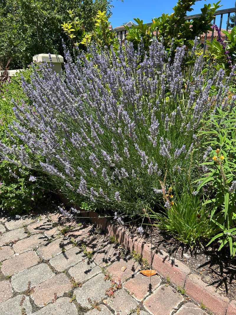 Place In Full Sun To Support Strong And Compact Growth