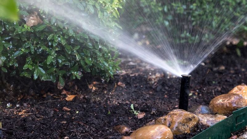 Adjust Watering Habits To Avoid Adding Extra Moisture