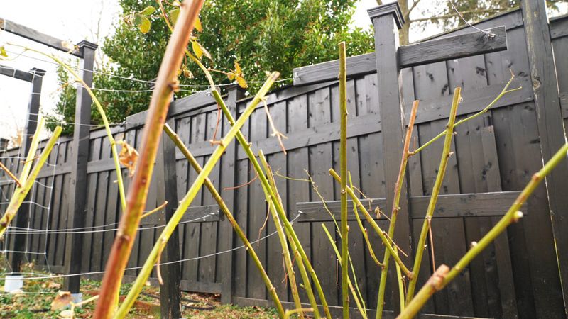 Prune After Fruiting To Maintain Shape And Encourage New Growth