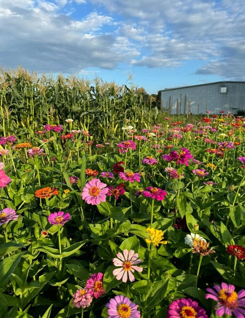 Reduce Lawn Space To Lower Long-Term Upkeep