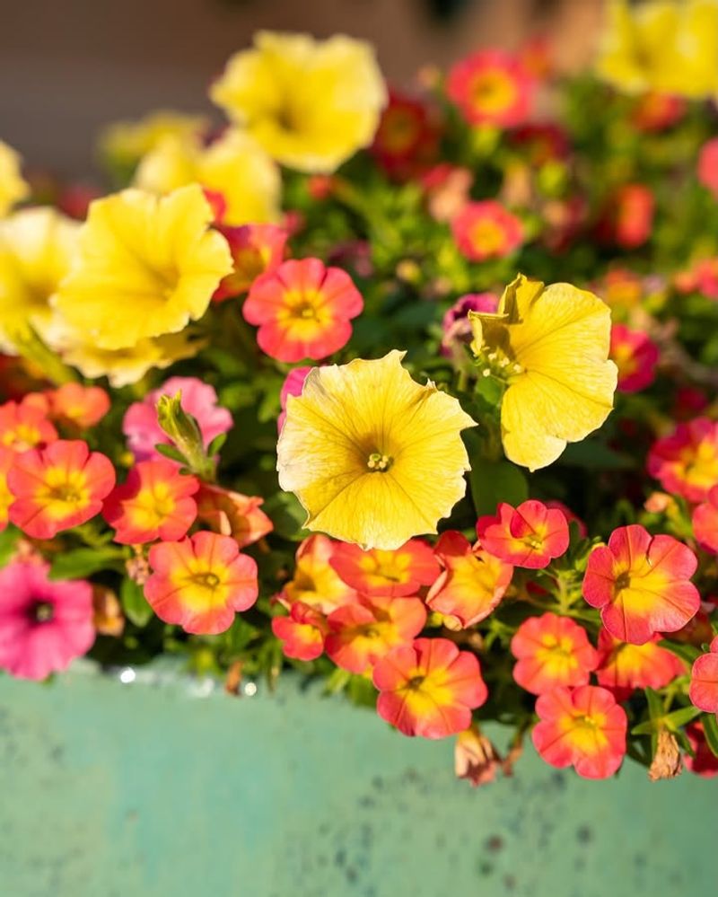 Choose Bright Colors That Stand Out As Growth Begins