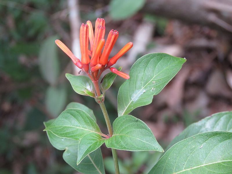 Let Firebush Hold The Back Of The Border