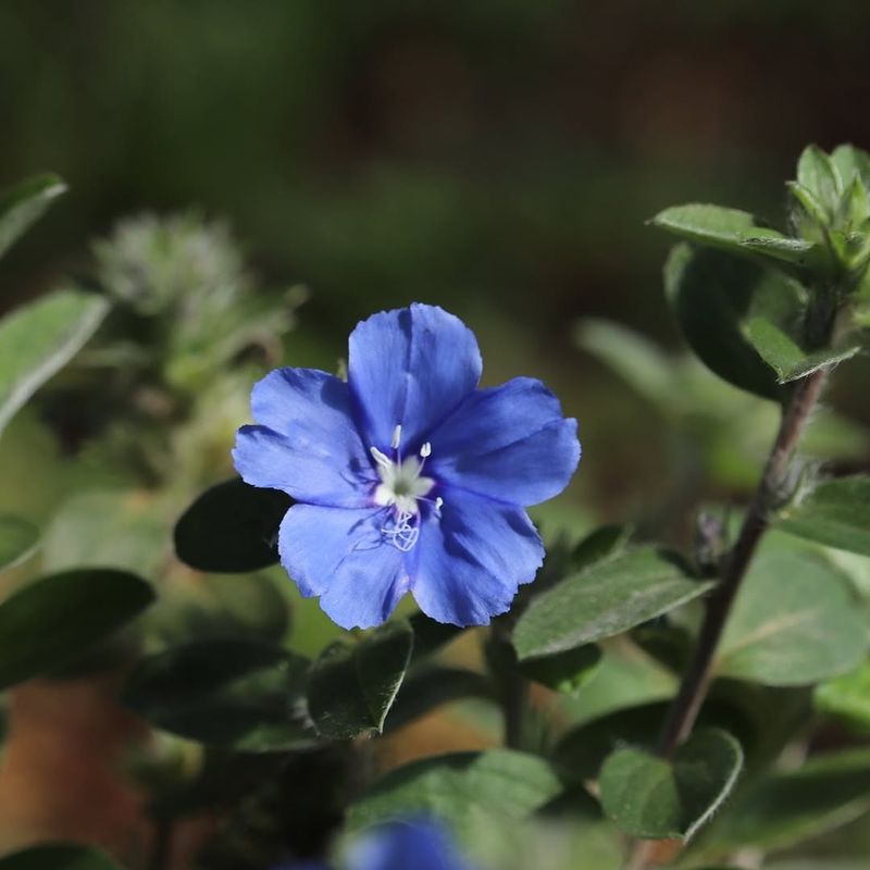 Plant Blue Daze For Soft Color That Loves Heat