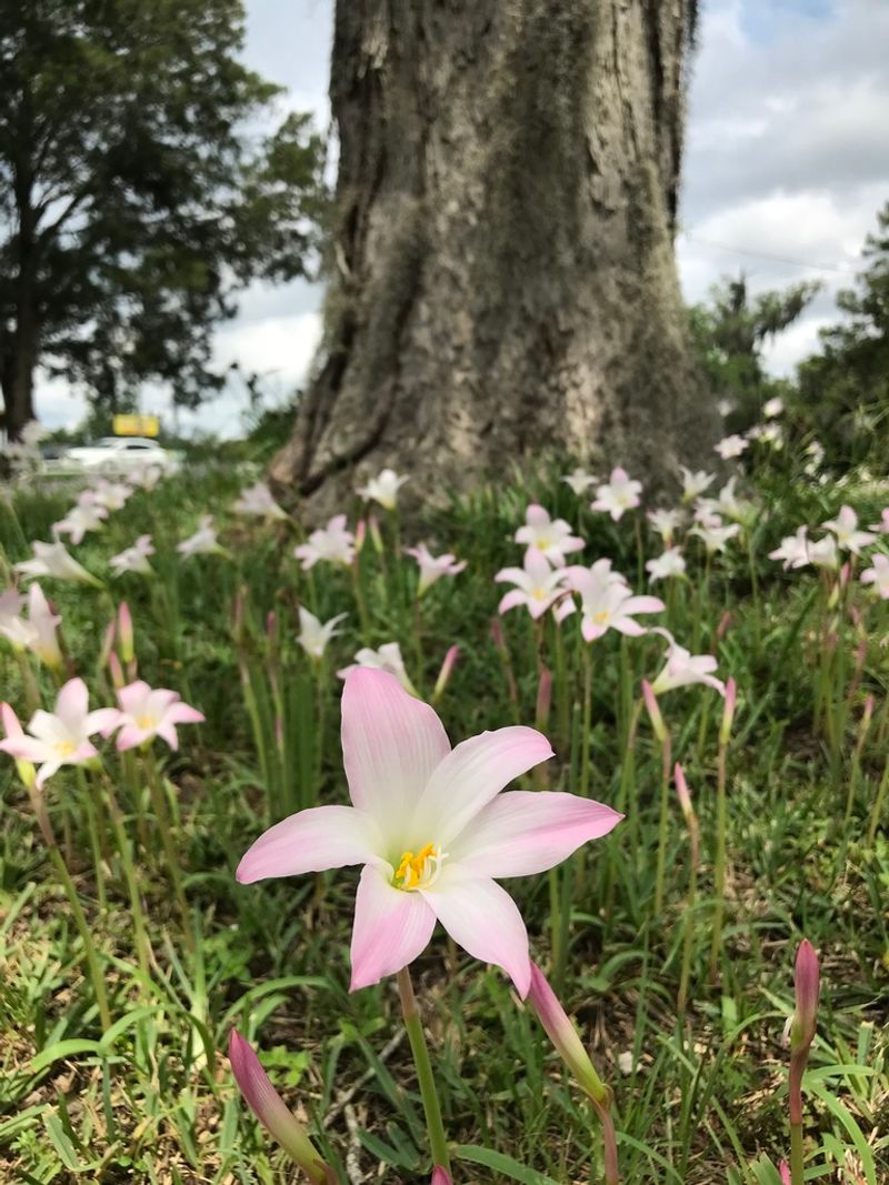 Tuck Native Rain Lilies Where Summer Storms Can Trigger Blooms