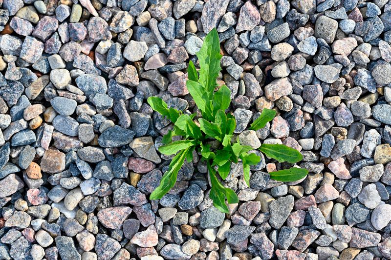 Spot And Treat Stubborn Weeds Before They Spread Through The Stone